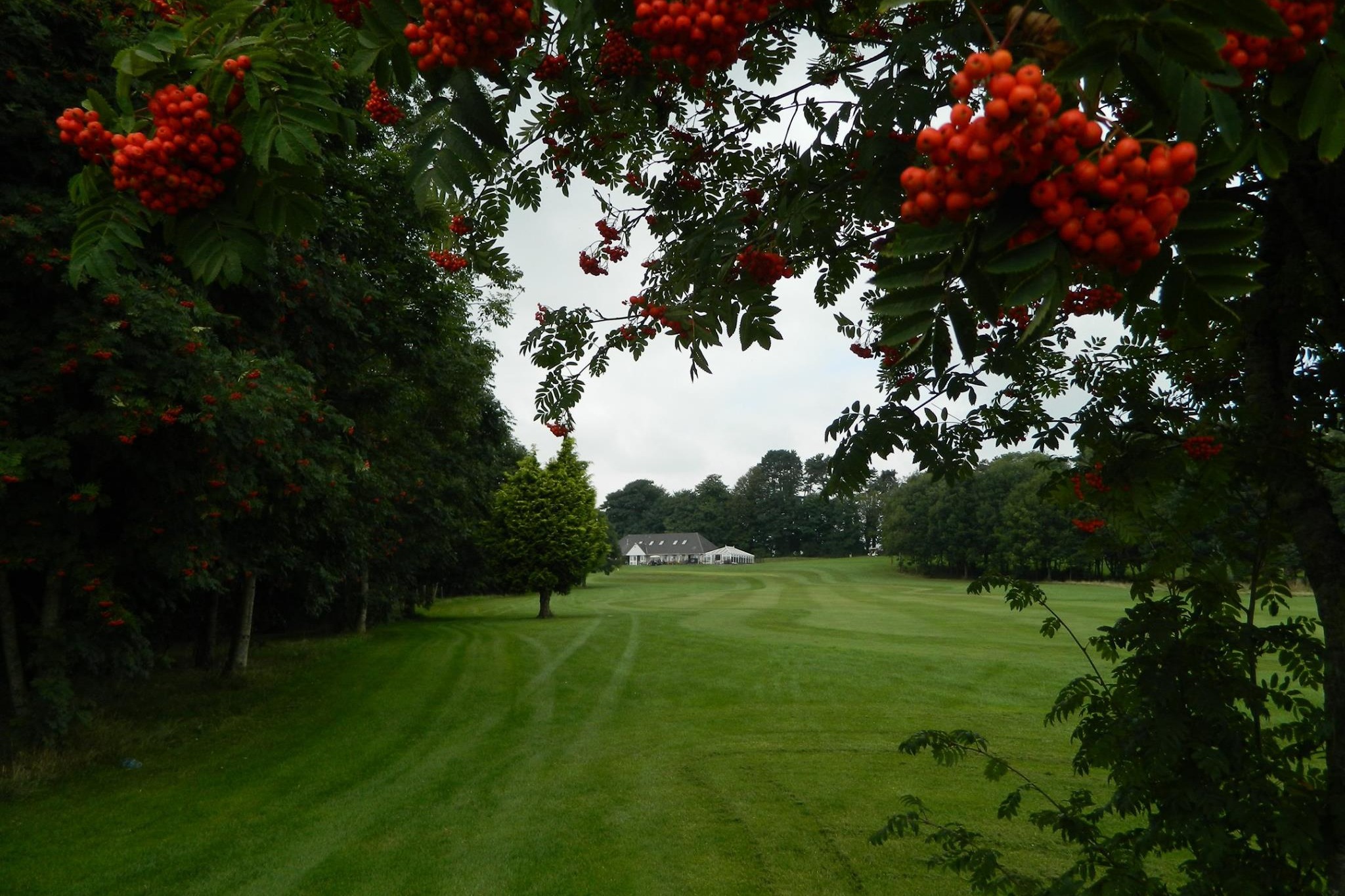Red flowers overlooking golf course